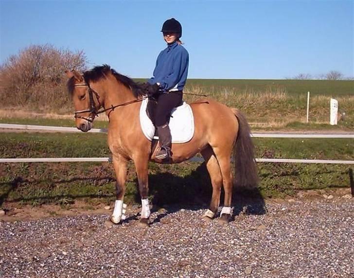 Anden særlig race Bambi billede 2