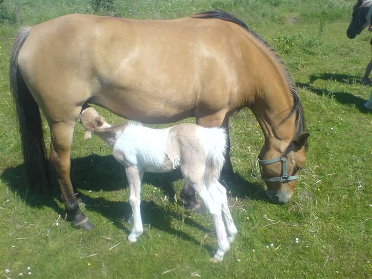 Anden særlig race Bambi billede 3