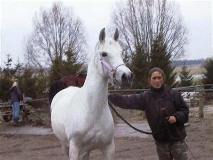 Anden særlig race Jasmin Sabah <3 Bobo - Jasmin <3 billede 2
