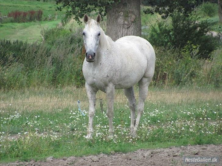 Anden særlig race Jasmin Sabah <3 Bobo - hoppede lidt tidligt ;) billede 3