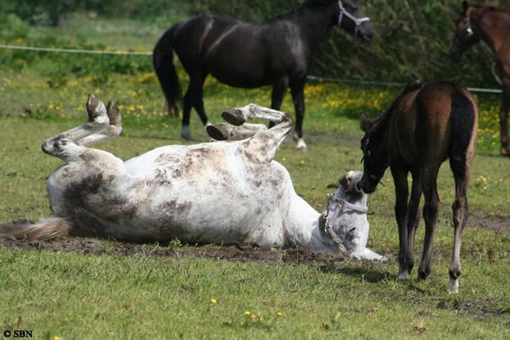 Anden særlig race Jasmin Sabah <3 Bobo - Sødt <33 billede 5