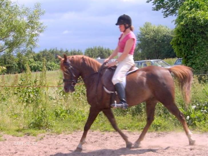 Sportsaraber (A) Zag  - Zag og hans tidligere ejer :)  billede 1