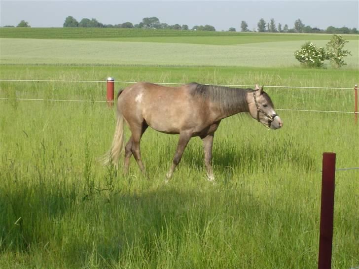 Arabisk fuldblod (OX) DF Shamar R.I.P - Shamar på fold 12. juni 07 billede 2