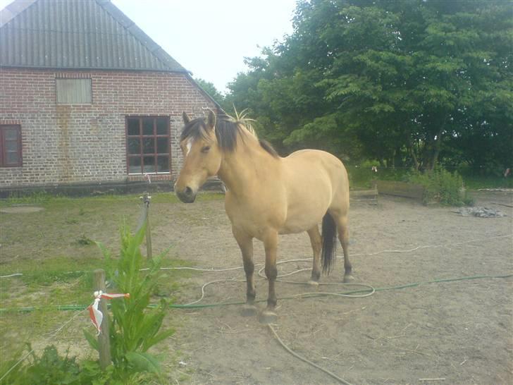 Anden særlig race Musse R.I.P:'( billede 14