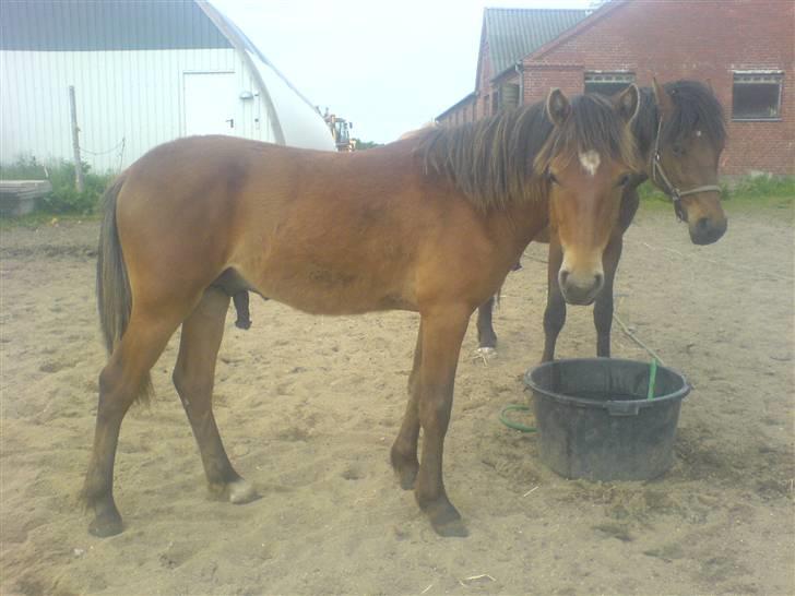 Anden særlig race Charlie FUNDET:) billede 16