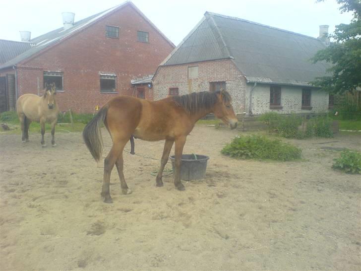 Anden særlig race Charlie FUNDET:) billede 17