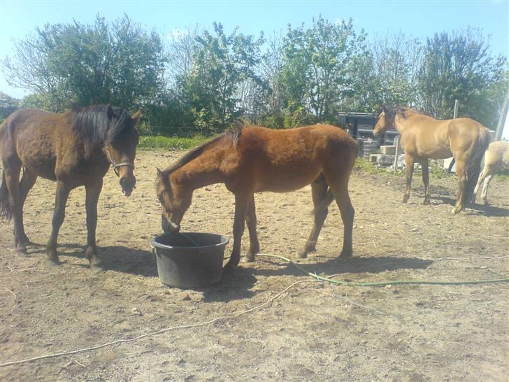 Anden særlig race Charlie FUNDET:) billede 18