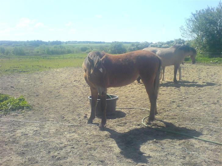 Anden særlig race Charlie FUNDET:) billede 19