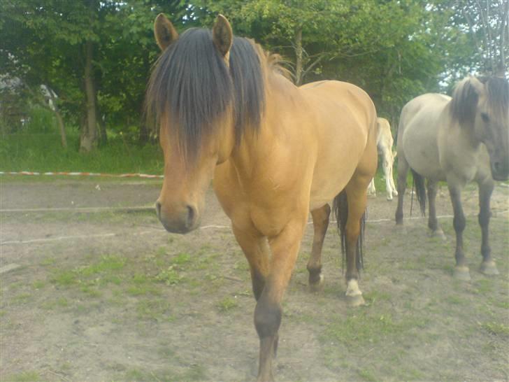 Anden særlig race Max FUNDET:) billede 16