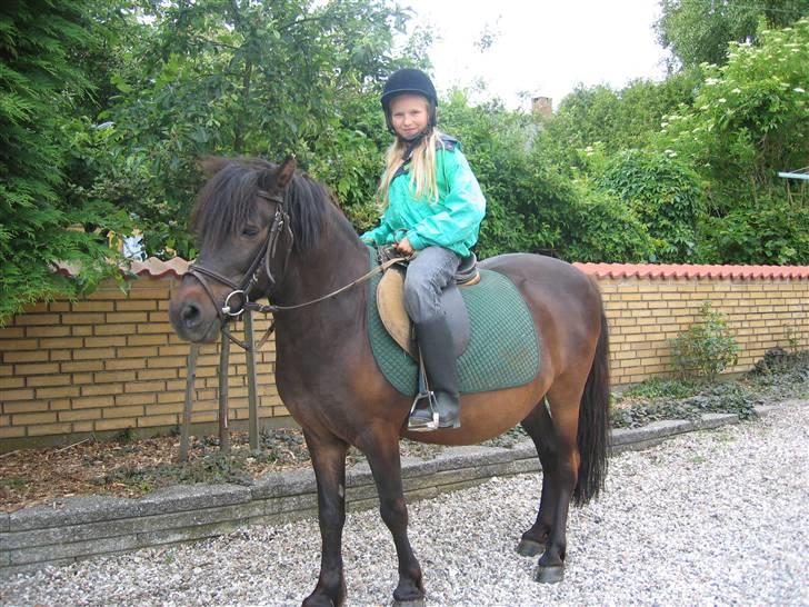 Anden særlig race Gnom - Gnom i indkørslen efter en lang tur billede 2