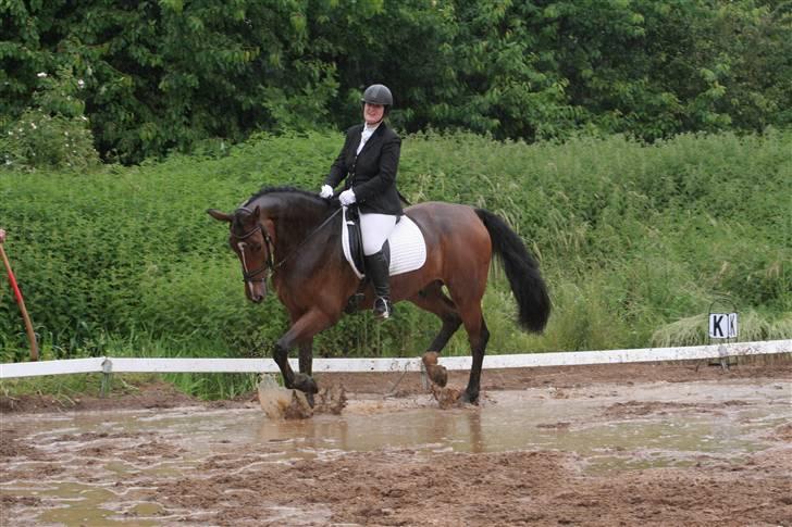 Hollandsk Varmblod Saffier billede 17