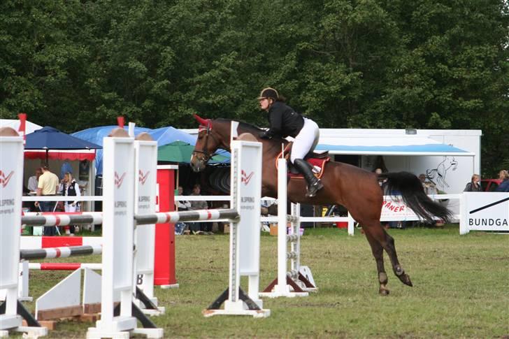 Hollandsk Varmblod Saffier billede 18