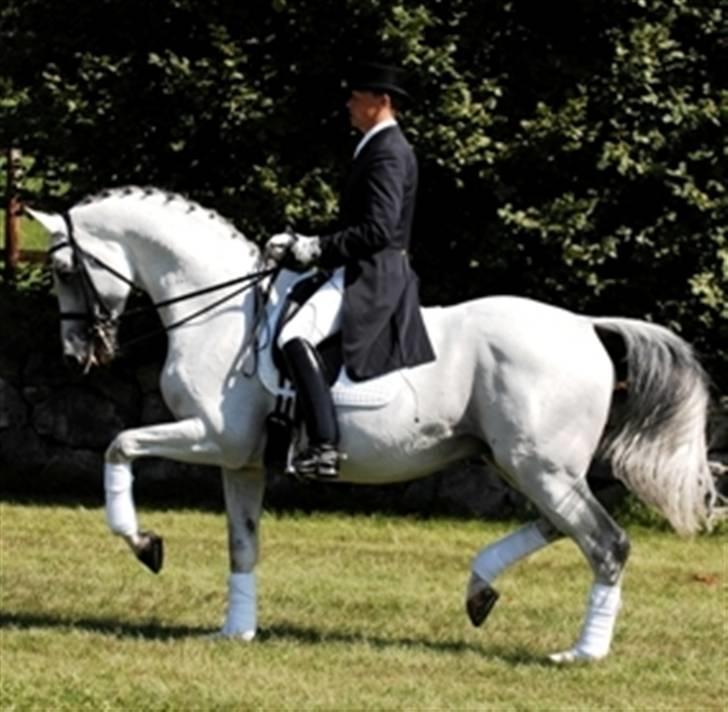 Trakehner Kastanje - Silver Moon- Kastanjes far billede 5