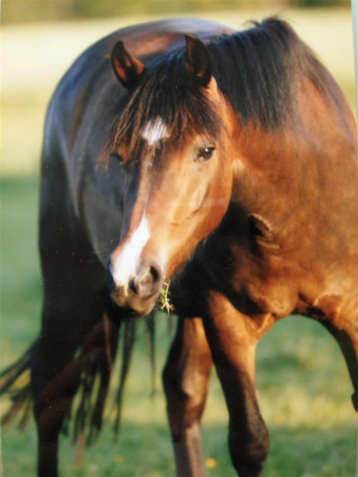 New Forest Birkilds Fortuna - Velkommen til Fortunas profil billede 1