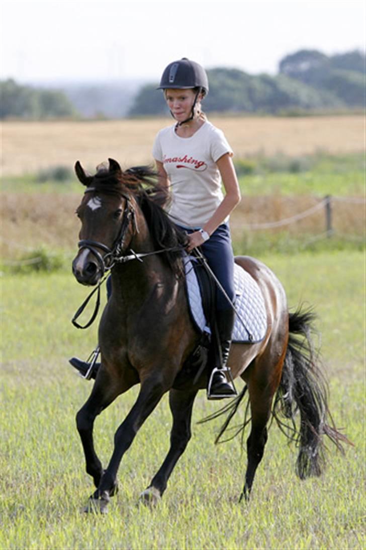 New Forest Birkilds Fortuna - ude på marken i fuld galop billede 2