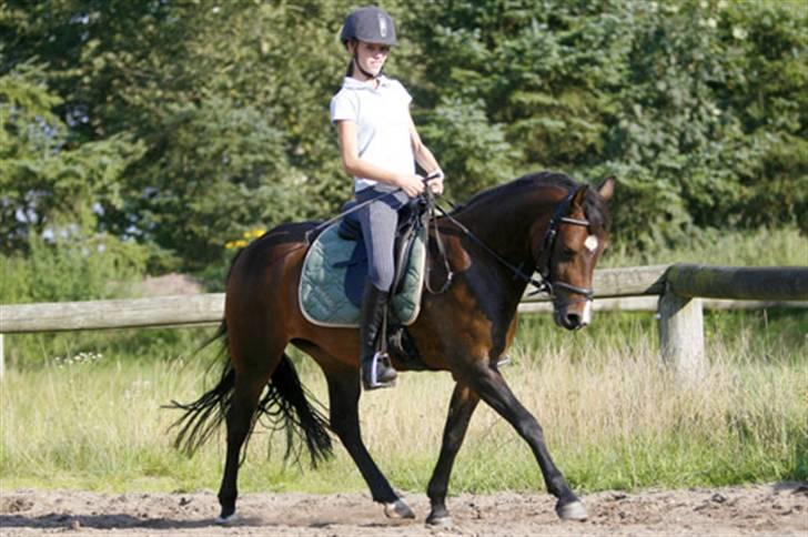 New Forest Birkilds Fortuna - dressur i langhøj billede 3