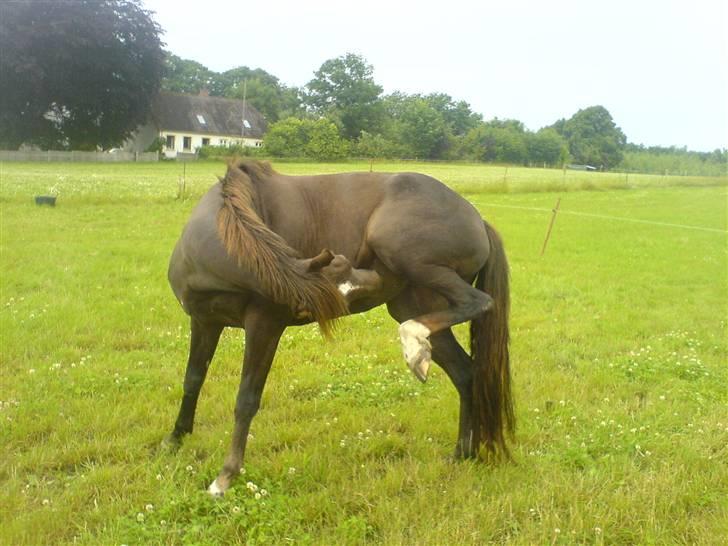 DSP Mitit billede 10