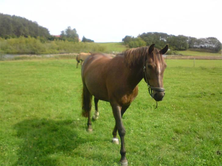 DSP Mitit billede 11