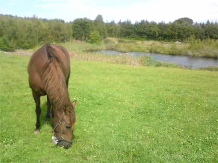 DSP Mitit billede 12