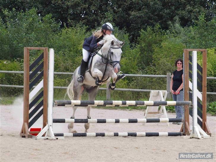 Hollandsk Sportspony Paco  - Stævne i Hedensted :) Mesterfoto : Kathrine Bruun (: <3  billede 1
