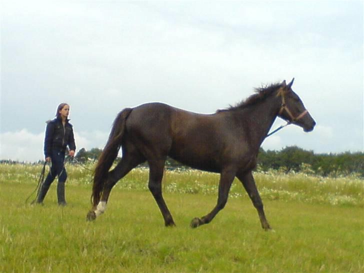 DSP Mitit billede 13