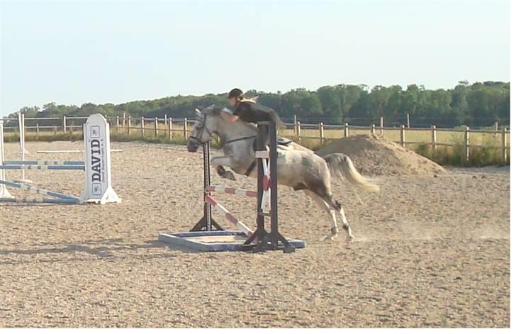 Hollandsk Sportspony Paco  - Spring træning 30 juni 2008. Han var super ! (:  Vandgrav :) <3 Mesterfoto : Mor (: <3 billede 2