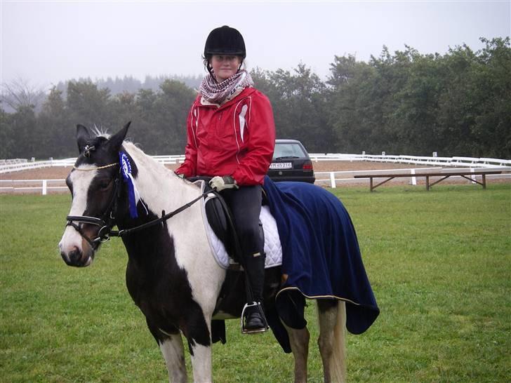 Pinto Hannibal (tidl. lånepony) - Jeg skridter Hannibal af, efter at han og Henriette har redet stævne, hvor jeg var så heldig at være med som hjælper :D billede 4