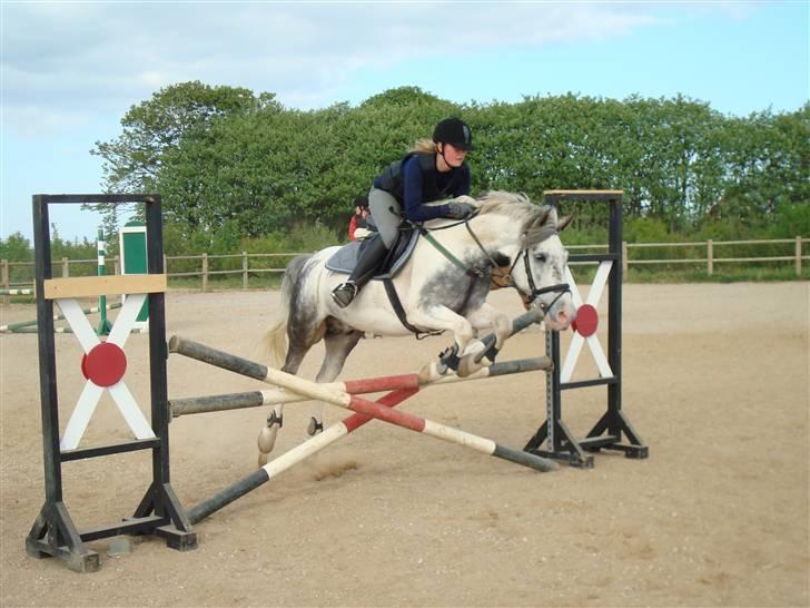 Hollandsk Sportspony Paco  - Spring træning d. 21/5-08 <3 Dejlig pony (L) Mesterfoto : Mor (: <3 billede 3