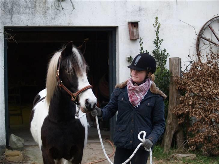 Pinto Hannibal (tidl. lånepony) - Hannibal med sin nye grime :D billede 6