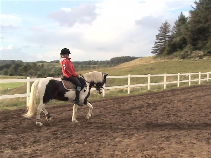 Pinto Hannibal (tidl. lånepony) - Ihh så fin han er! billede 7