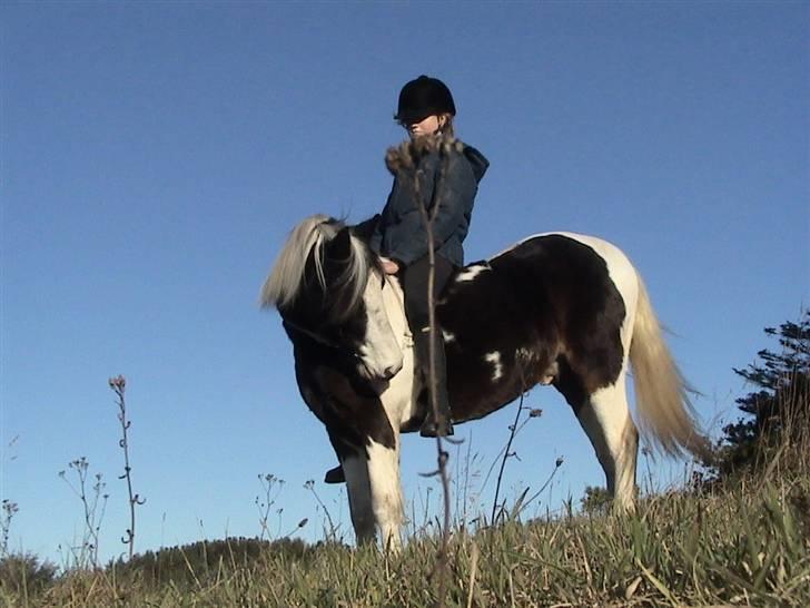 Pinto Hannibal (tidl. lånepony) - Uden udstyr :D billede 8