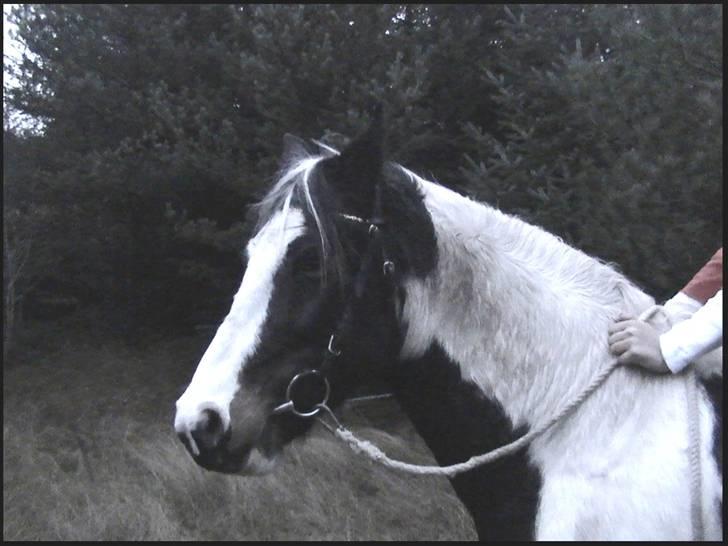 Pinto Hannibal (tidl. lånepony) - I skoven :) billede 9