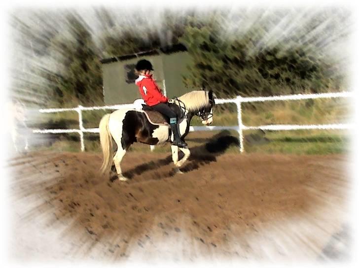 Pinto Hannibal (tidl. lånepony) - Henriette var så sød at redigere et billed til os :D billede 10