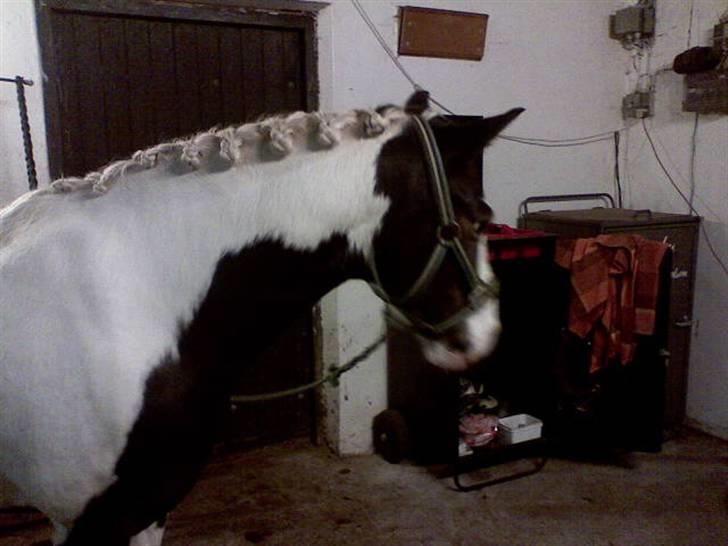 Pinto Hannibal (tidl. lånepony) - Klar til stævne? billede 11