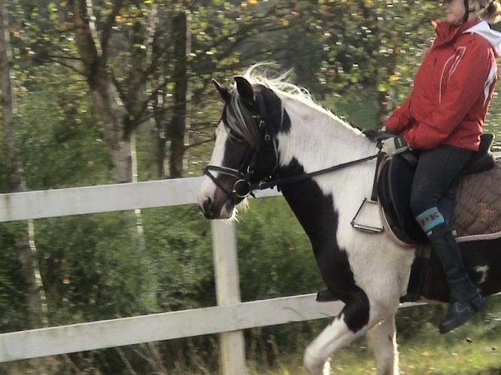 Pinto Hannibal (tidl. lånepony) - Smukke Hannibal :) billede 12