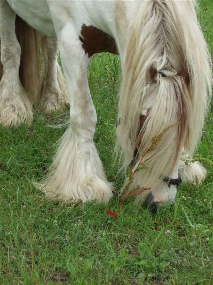 Irish Cob Basse Blue Eye <3  - Basse på fold... billede 16