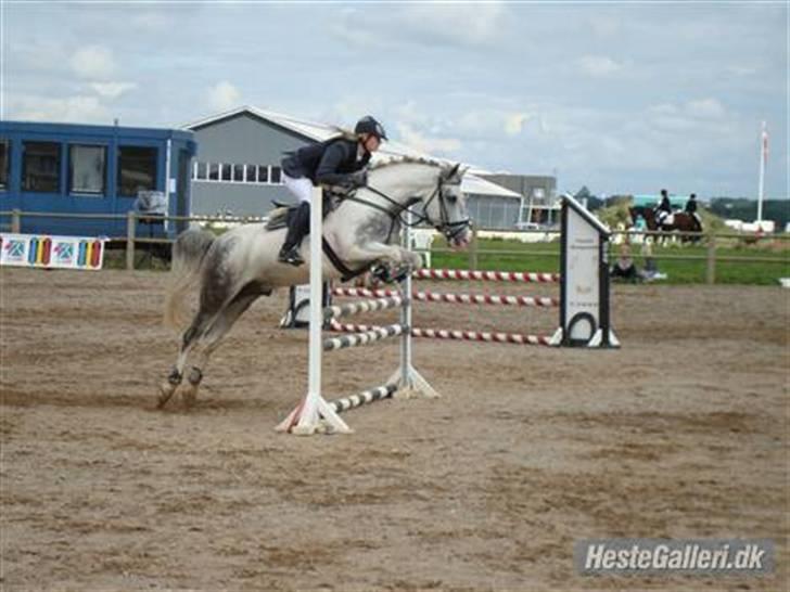Hollandsk Sportspony Paco  - Velkommen til Paco´s Profil (; Stævne HDR , Klubmesterskab LB , Super pony (: Mesterfoto : Mor (:  <3 billede 4