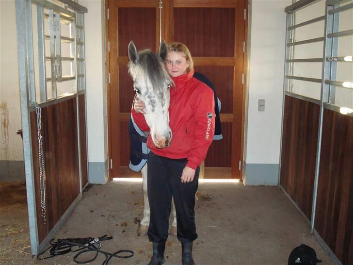 Hollandsk Sportspony Paco  - JEG ELSKER DIG <3 Mesterfoto : Mor (: <3 billede 5