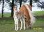 Haflinger for hyggens skyld