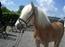 Tyroler Haflinger