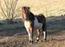Den ensomme pony