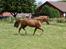 Oplev Amerikanske Mustangs - Open Ranch