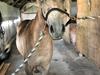 Arabisk fuldblod (OX)...