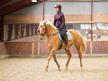 Træning og undervisning på hestens præmisser tilbydes.