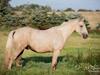 Palomino Vallak 160 cm. 2021