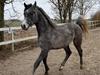 Arabisk fuldblod (OX) Hingst 150 cm. 2023