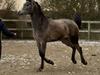Arabisk fuldblod (OX) Hingst 150 cm. 2023