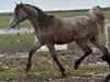 Arabisk fuldblod (OX) Hingst 150 cm. 2023