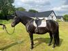 Oldenborg Vallak 156 cm. 2022