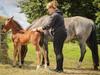 Mustang Heste – Din N&#230;ste Bedste Ven